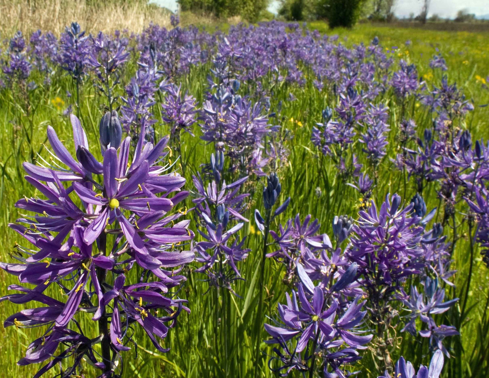 Camassia Blumensamen zur Aussaat Landhaus Garten wichtig Traditionssorte & ohne Gentechnik Samen Hausgarten