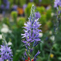 Camassia Blumensamen zur Aussaat Landhaus Garten wichtig Traditionssorte & ohne Gentechnik Samen Hausgarten