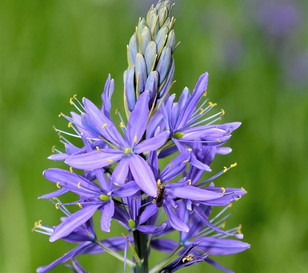 Blue Camas Seedlings Sprouting in Garten Soil