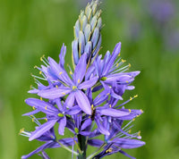 Blue Camas Seedlings Sprouting in Garten Soil