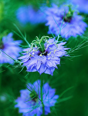 Nigella Damascena Blumensamen zur Aussaat pflegeleicht Traditionssorte & ohne Gentechnik Samen Hausgarten