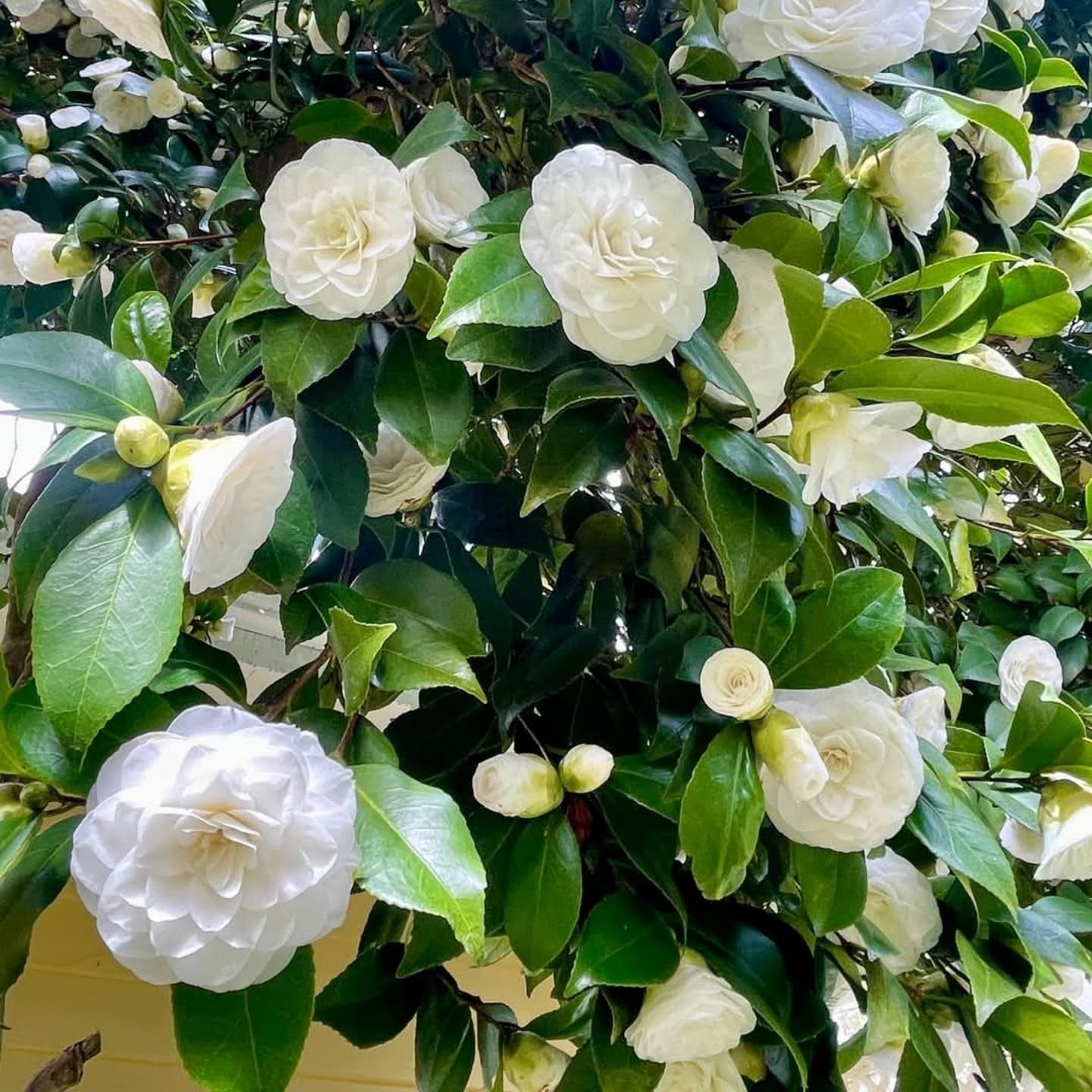 Close-up of camellia blume petals