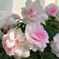 Close-up of pale rosa balsam camellia blossom