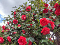 Camellia blume samen for garten – stunning rot blooms
