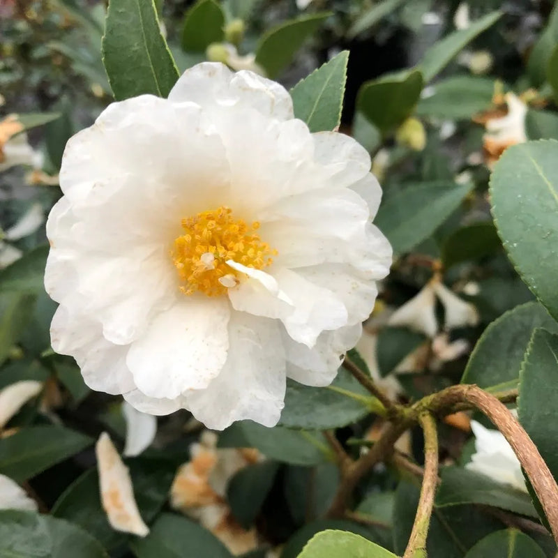 Camellia blume samen for anpflanzung