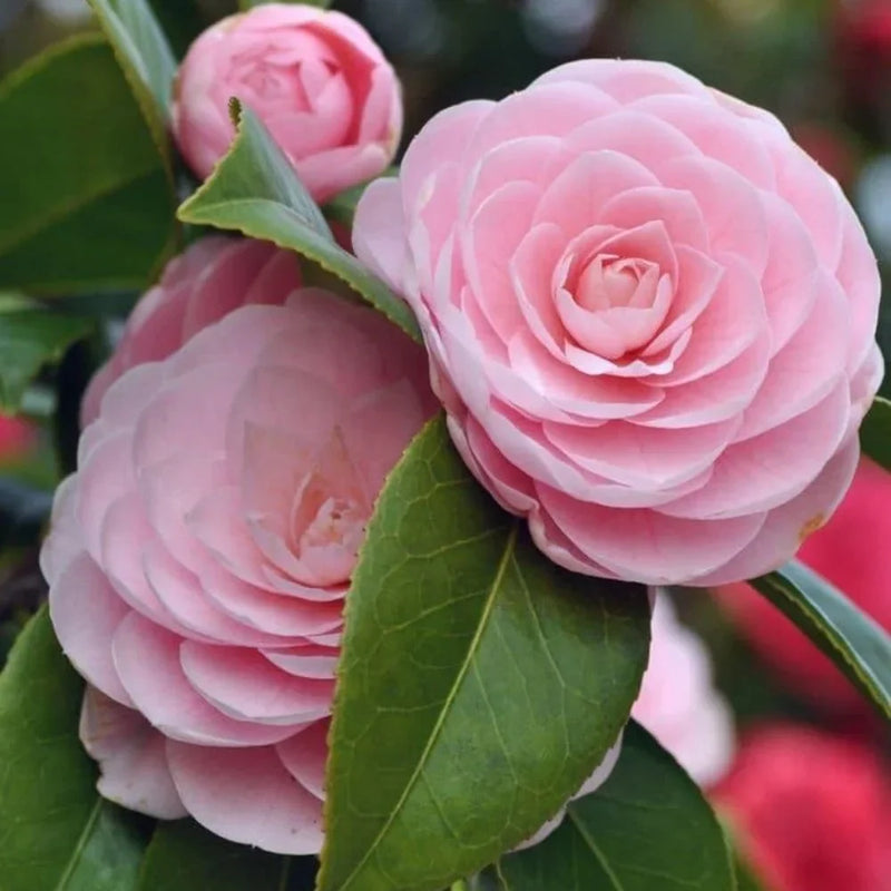 Camellia blume samen for anpflanzung