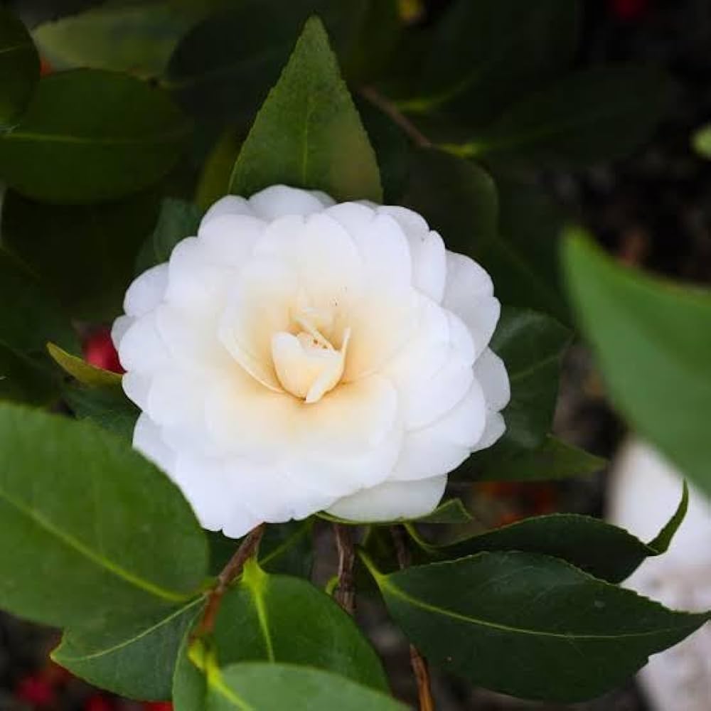Camellia pflanzen wachsend in garten borders