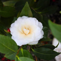 Camellia pflanzen wachsend in garten borders