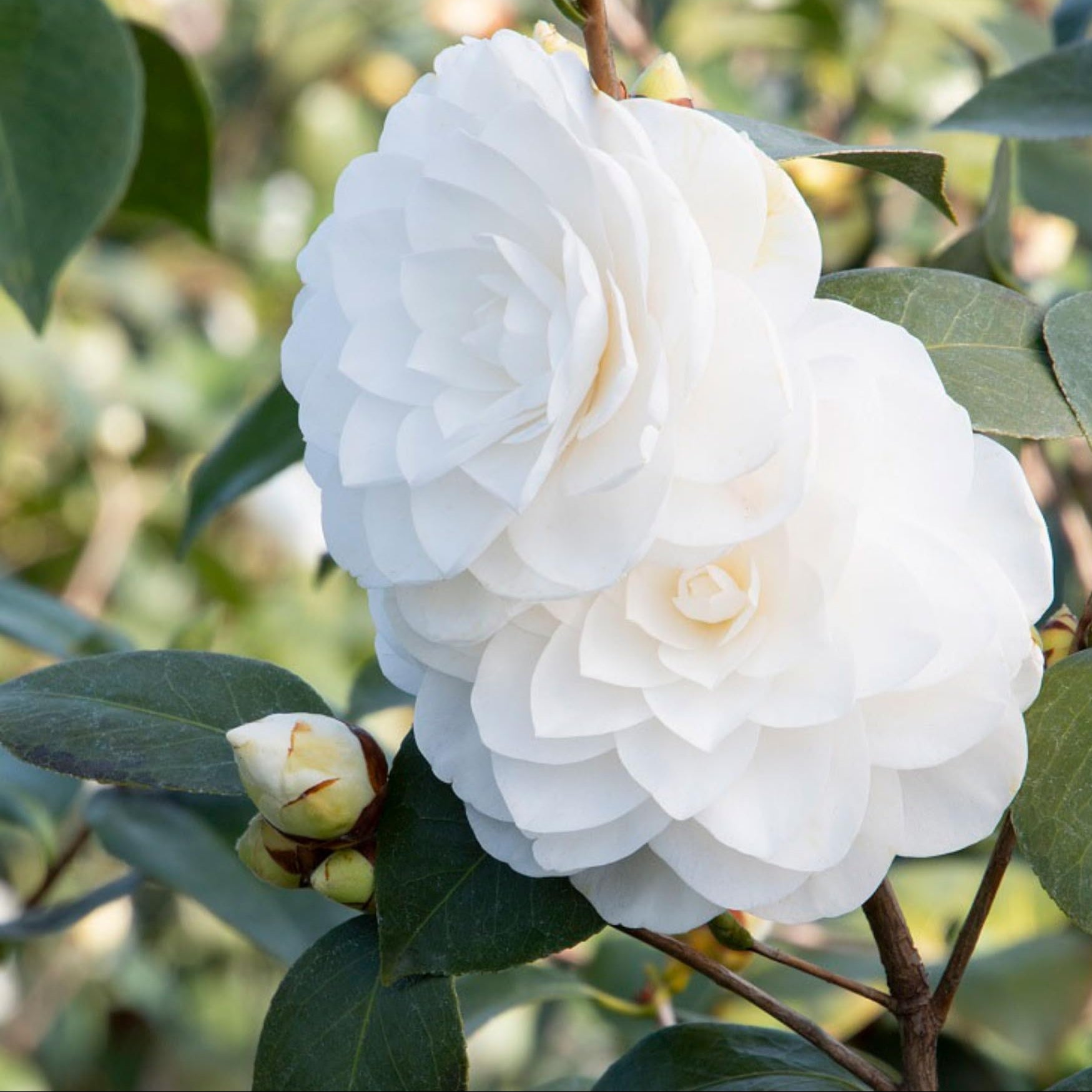 Camellia blumen planted in decorative töpfen