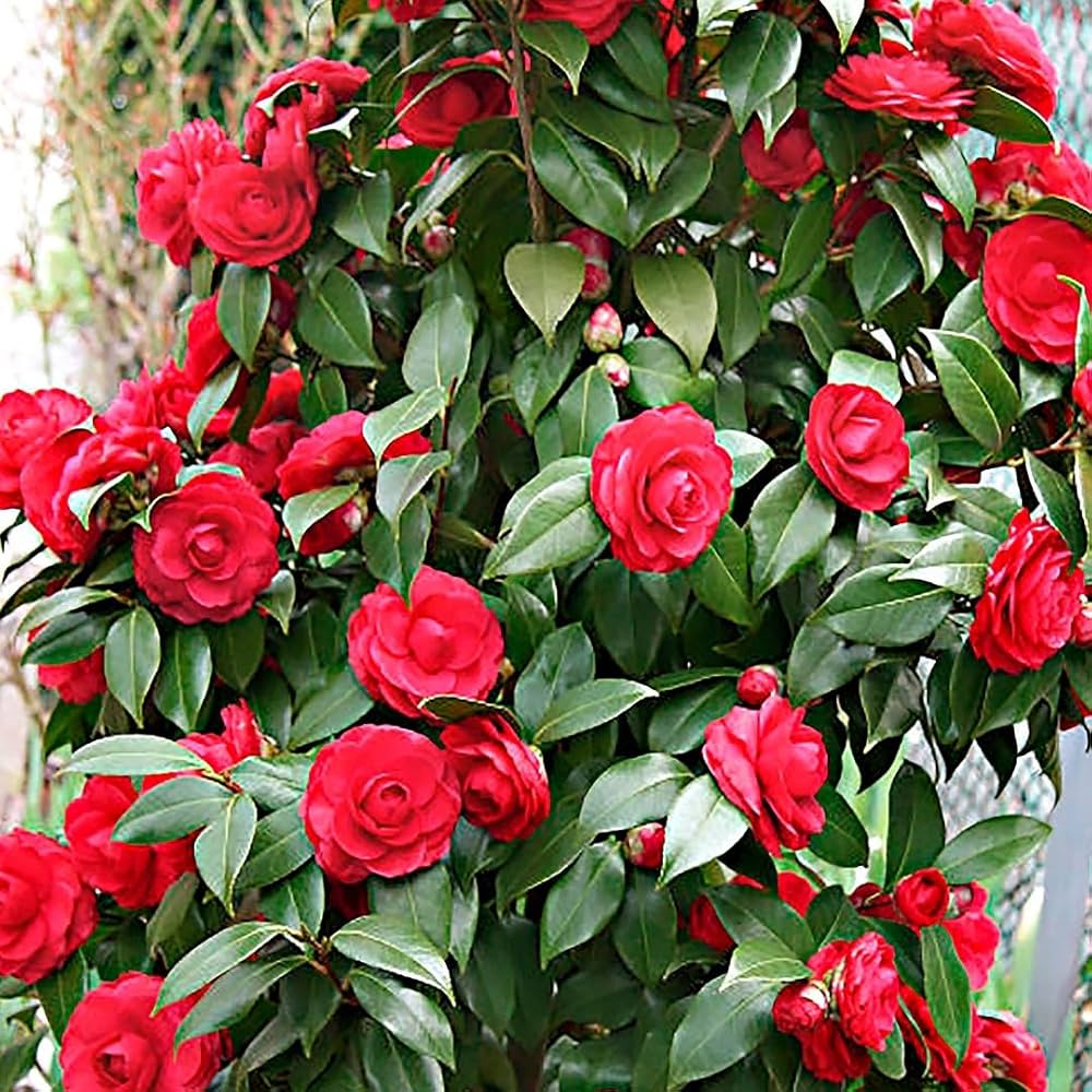 Camellia japonica wachsend in garten