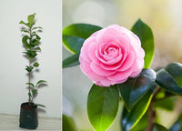 Camellia japonica light rosa blooms in garten
