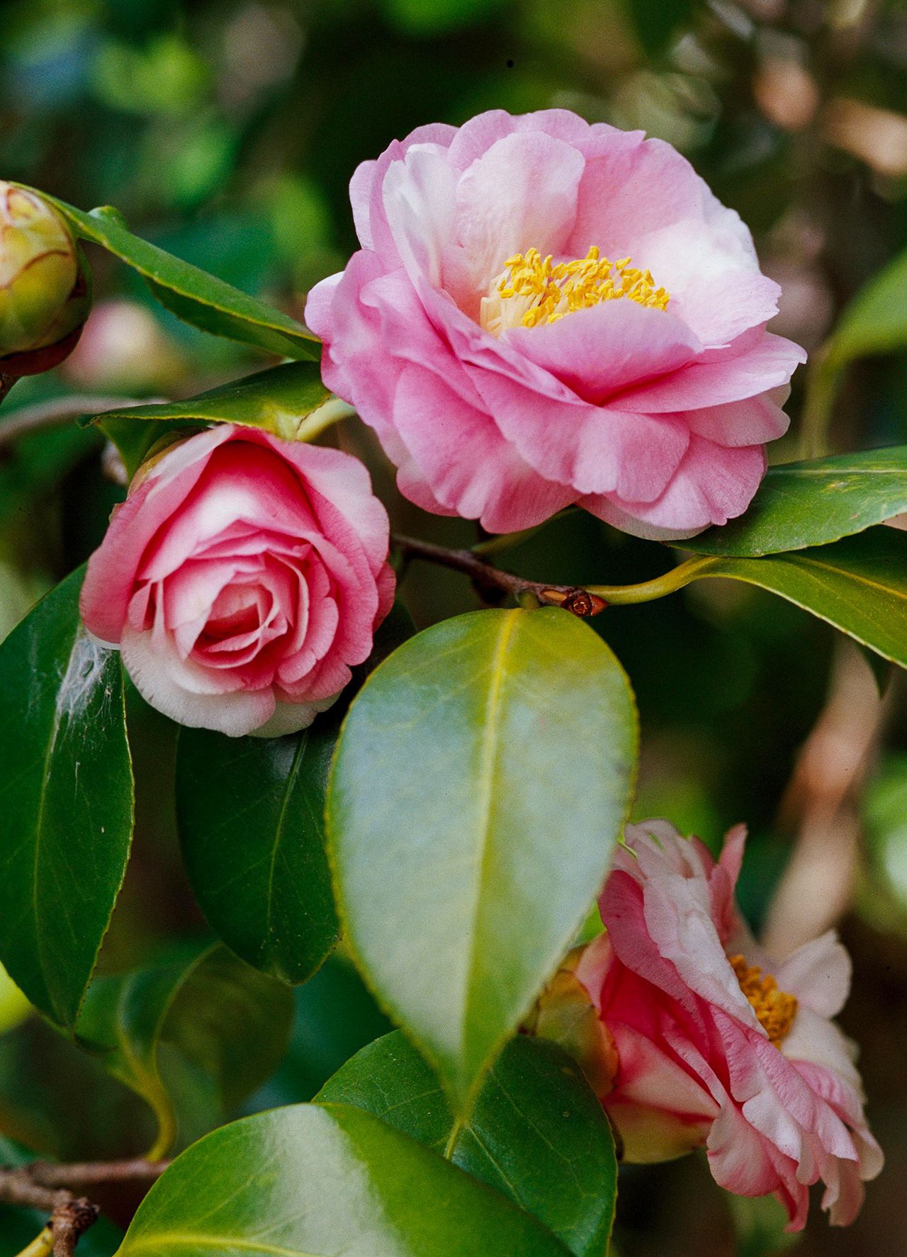 Kamelie Blumensamen zur Aussaat saisonal Dauerblüher Traditionssorte & ohne Gentechnik Samen Hausgarten