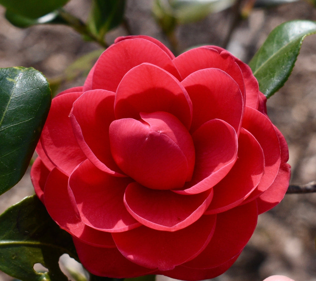 Camellia japonica samen – elegant rot flowering shrub