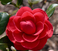 Camellia japonica samen – elegant rot flowering shrub