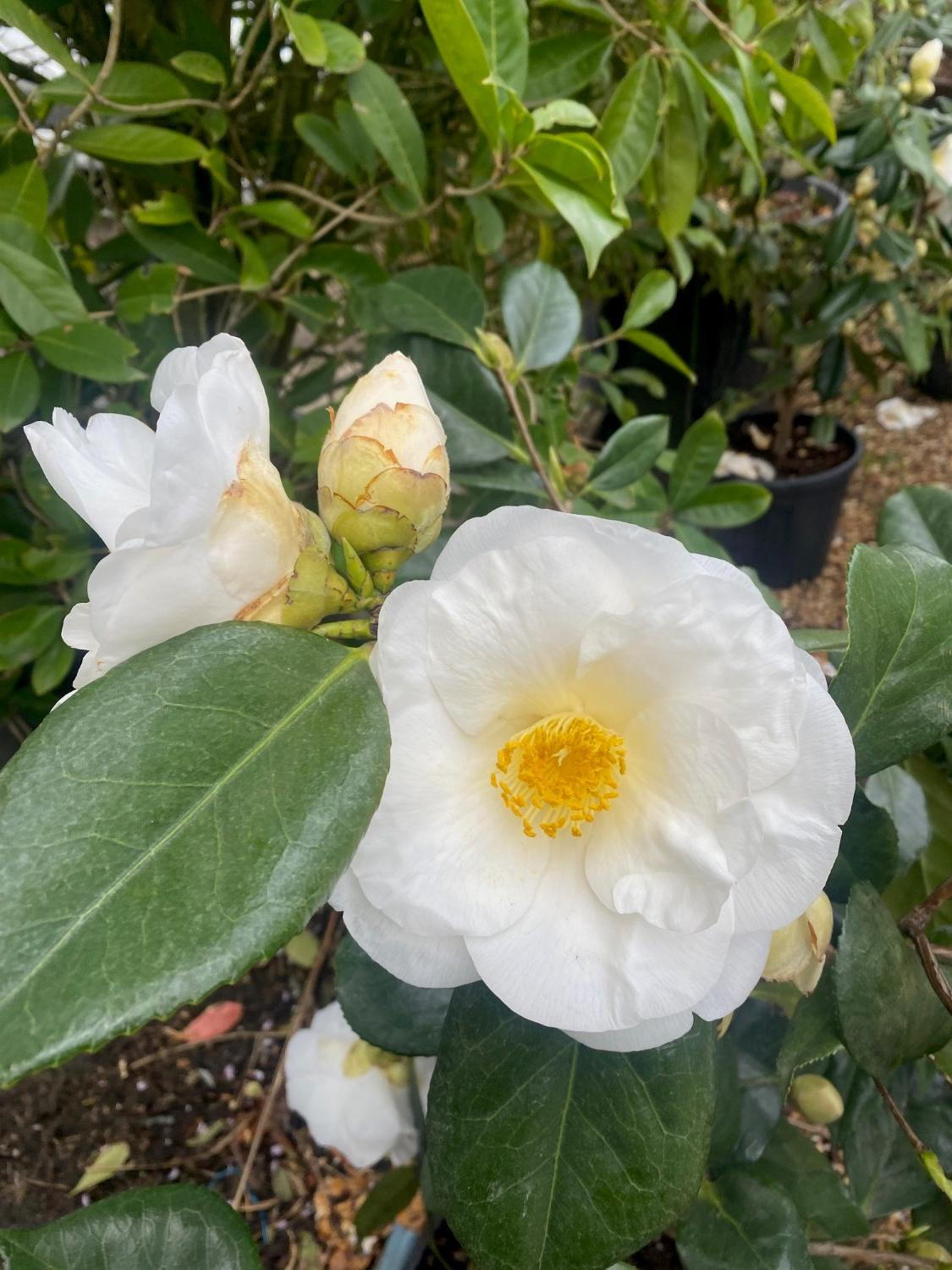 Weiß Blume Pot Blumensamen zur Aussaat – lang Blüte Saison – Traditionssorte & ohne Gentechnik Samen Hausgarten