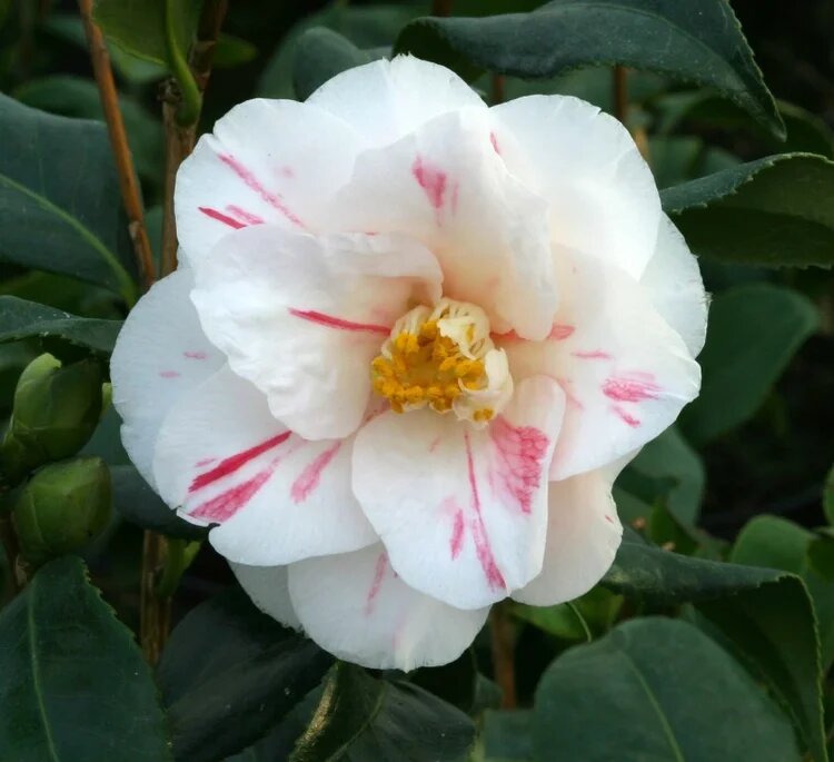 Braun Kamelie Blumensamen zur Aussaat – Anzucht – Traditionssorte & ohne Gentechnik Samen Hausgarten
