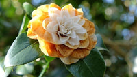 Braun Kamelie Blumensamen zur Aussaat – Anzucht – Traditionssorte & ohne Gentechnik Samen Hausgarten