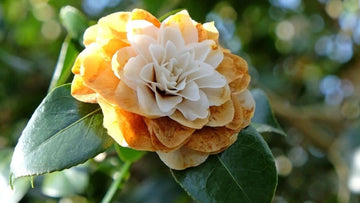 Braun Kamelie Blumensamen zur Aussaat – Anzucht – Traditionssorte & ohne Gentechnik Samen Hausgarten