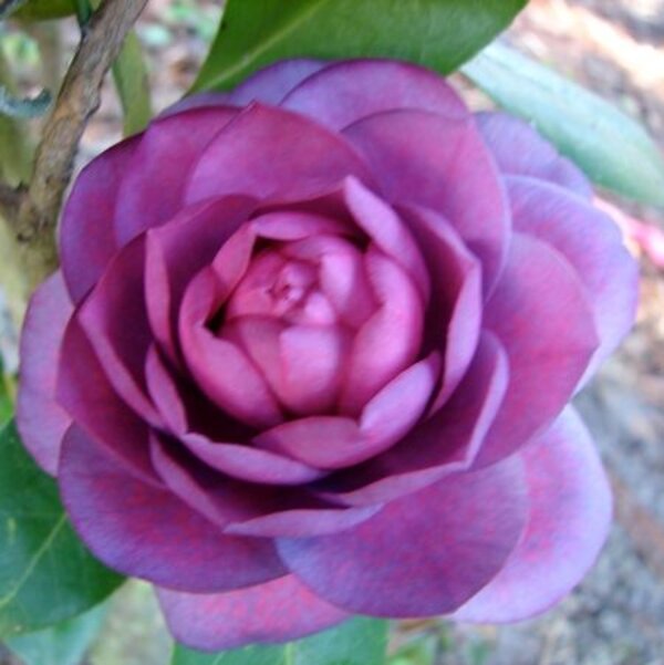 Lila & Rosa Kamelie Blumensamen zur Aussaat – Wildblume Mischung – Traditionssorte & ohne Gentechnik Samen Hausgarten