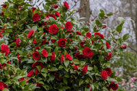 Camellia rot blume samen for anpflanzung – graceful garten blooms