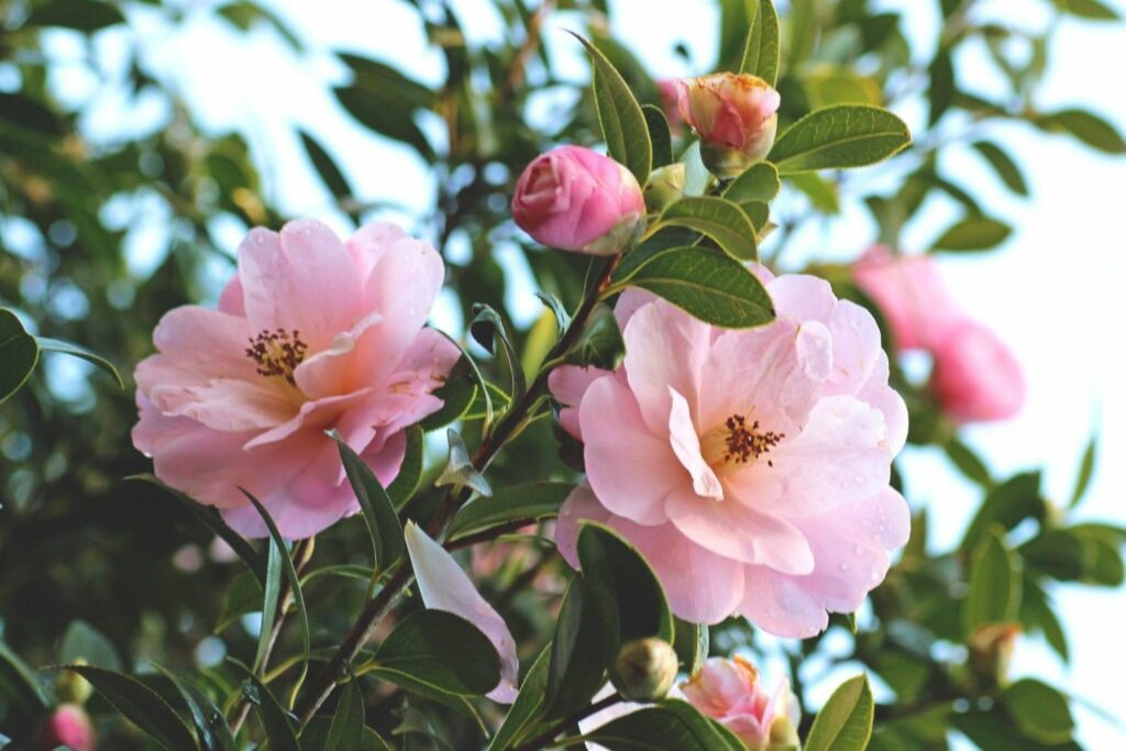 Camellia seedlings wachsend guide for gardeners
