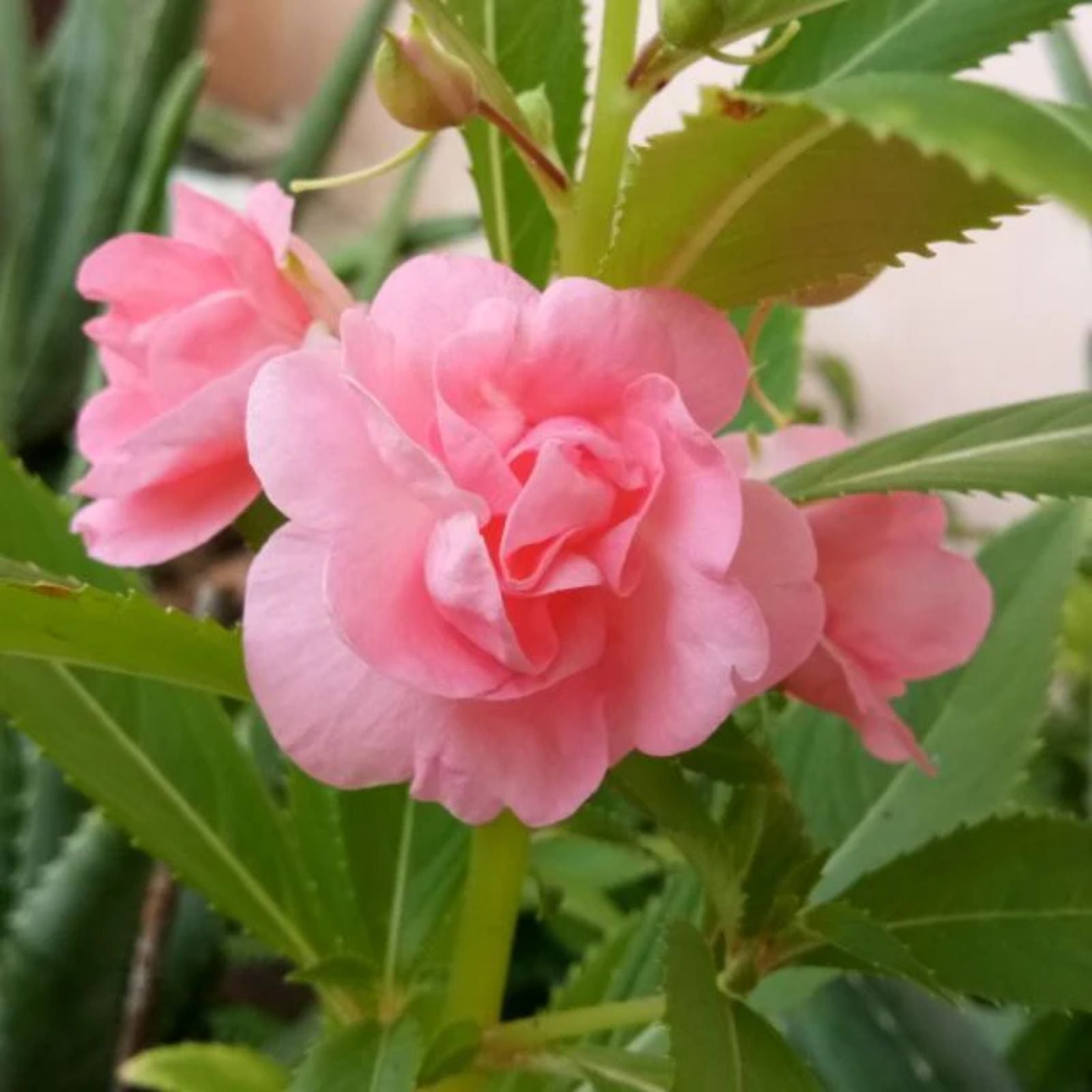 Balsam camellia seedlings wachsend in töpfen