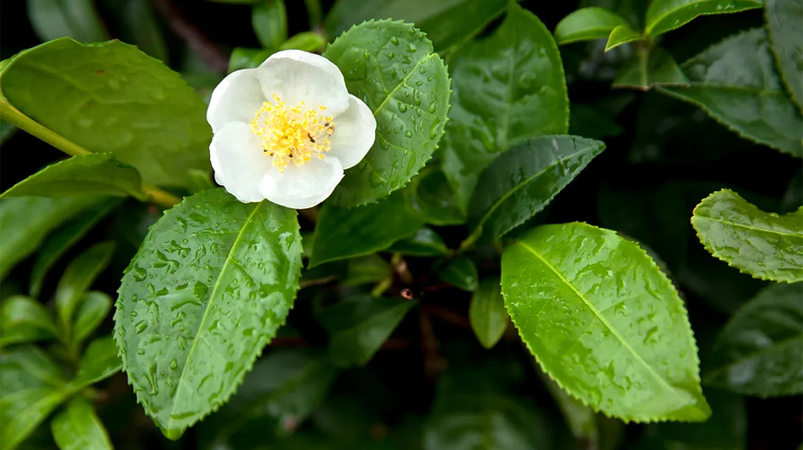 Camellia Sinensis Samen Germinating in Potting Soil