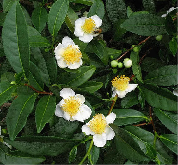 Young Camellia Sinensis Seedlings Anbau Indoors