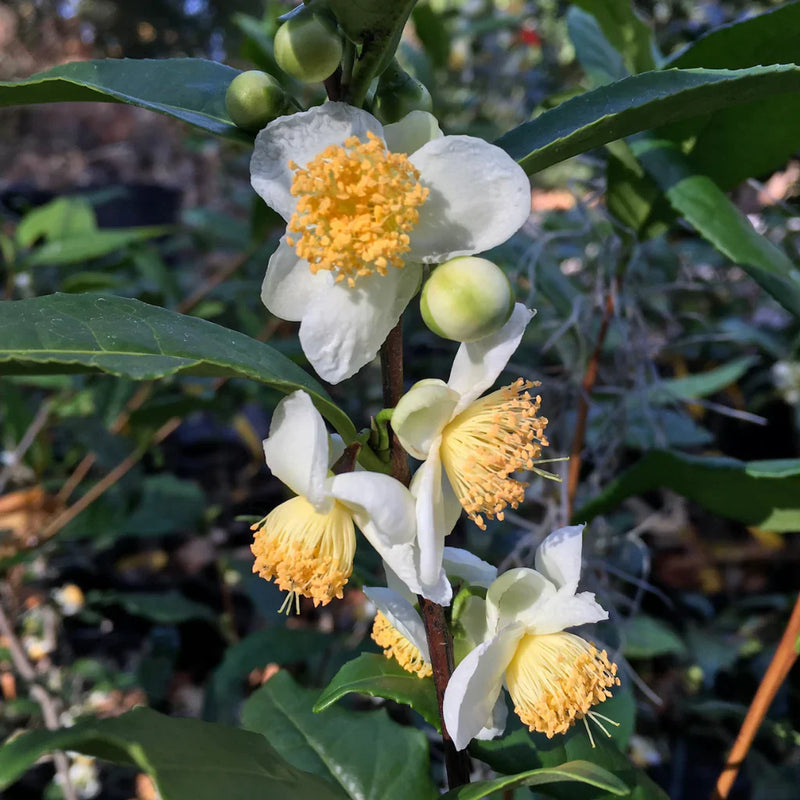 Camellia Sinensis Samen for Easy Zuhause Garten Aussaat