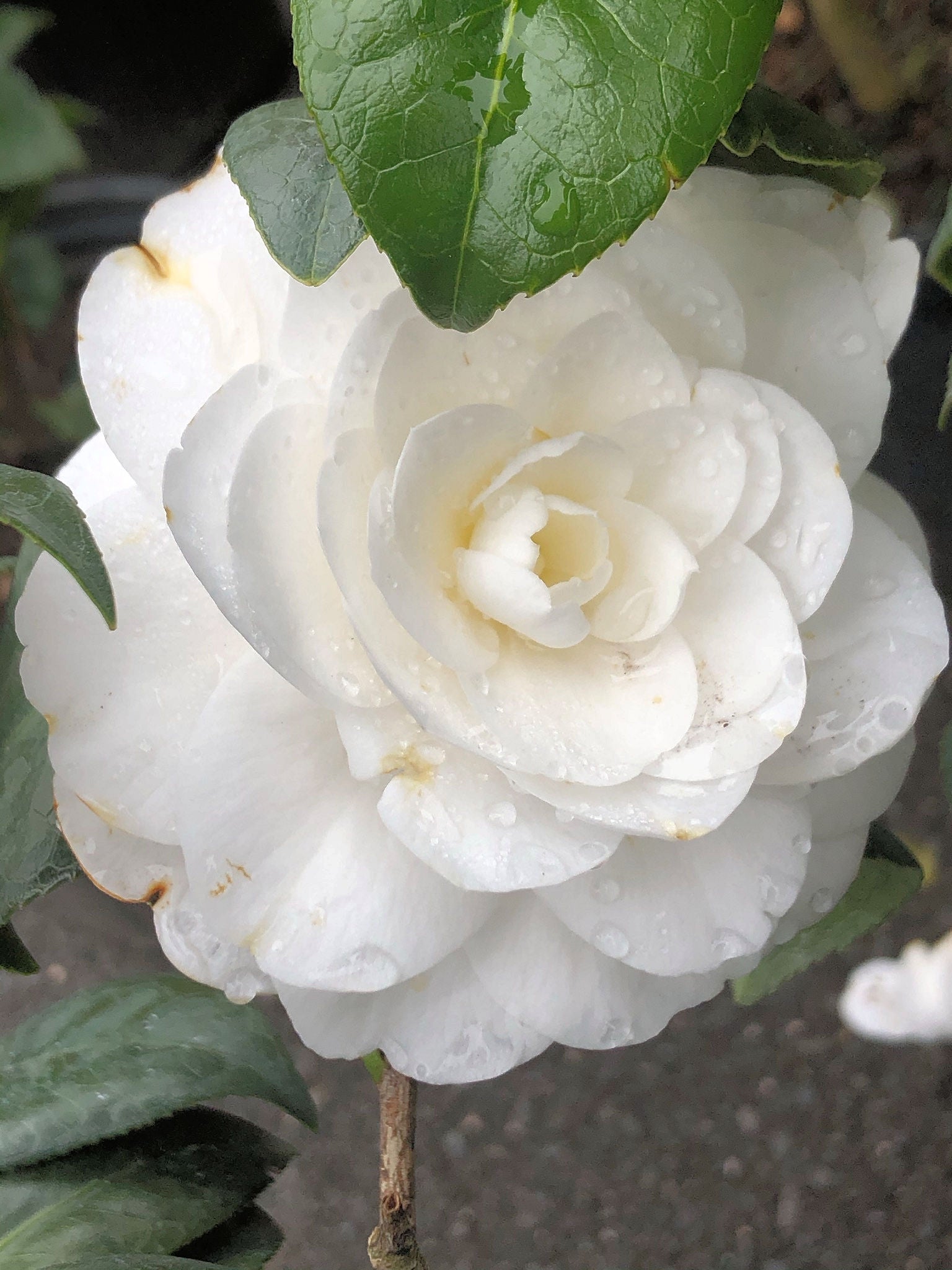 Weiß Blume Pot Blumensamen zur Aussaat – lang Blüte Saison – Traditionssorte & ohne Gentechnik Samen Hausgarten