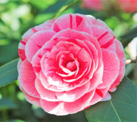 Elegant camellia blume samen for anpflanzung: rosa & weiß blooms soothing displays