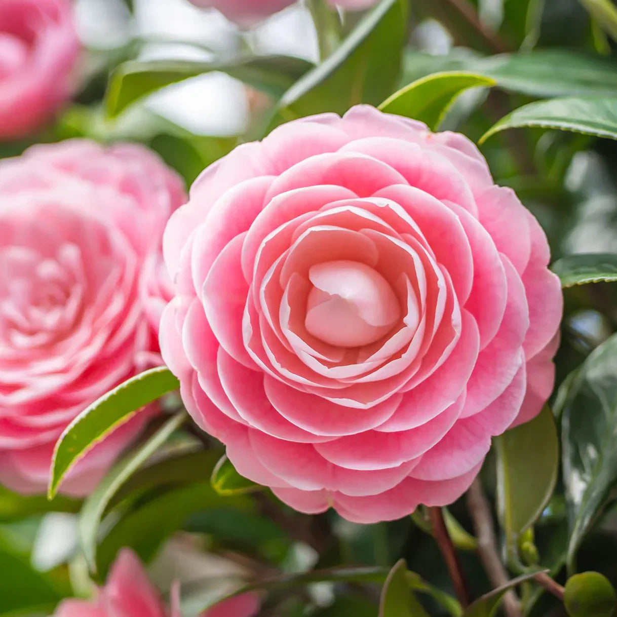 Camellia blume samen for ornamental garten anpflanzung