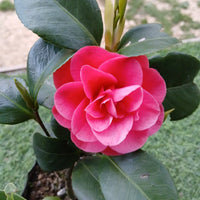 Camellia samen for anpflanzung non-gmo flowering shrub