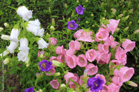 Bells Mischung Blume Samen zur Aussaat farbenfroh Gärten