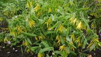 Campanula blumen in garten