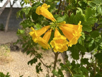 Step-by-step guide for wachsend campsis radicans seedlings