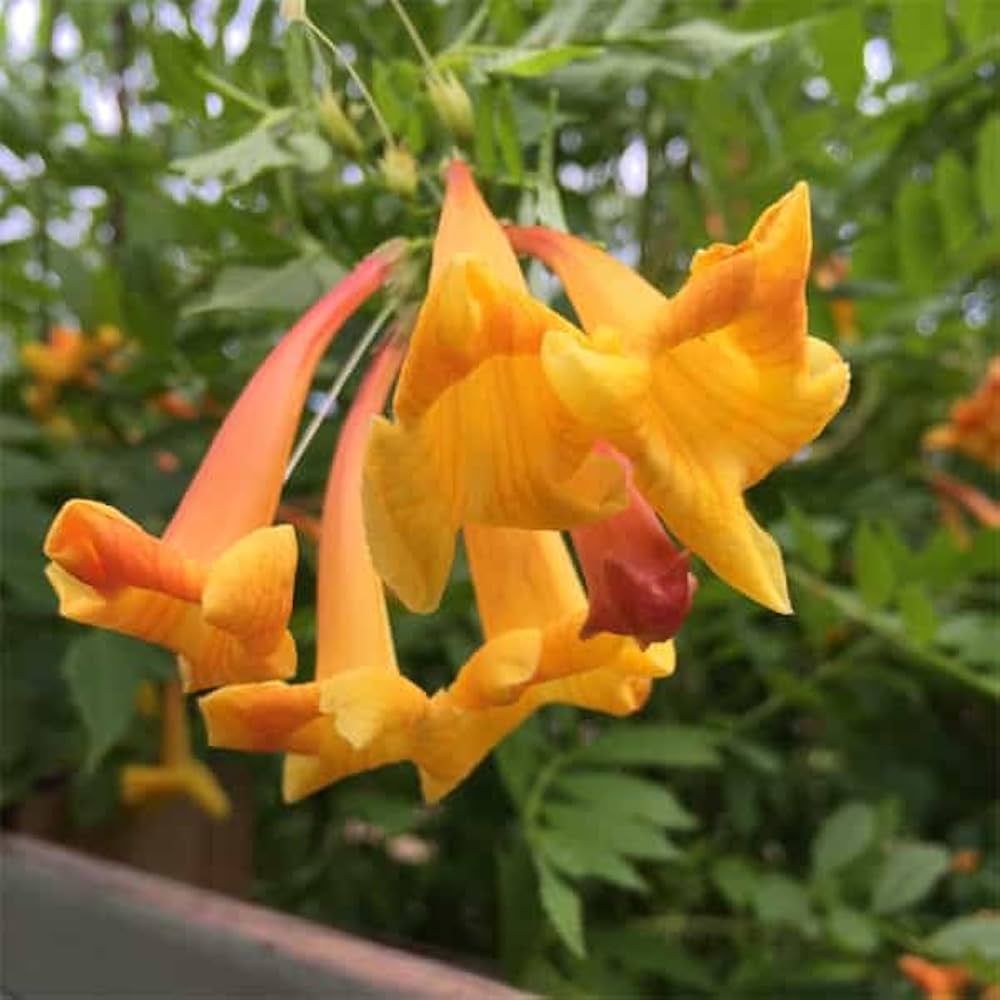 Campsis radicans gelb trumpet vine blumen blooming