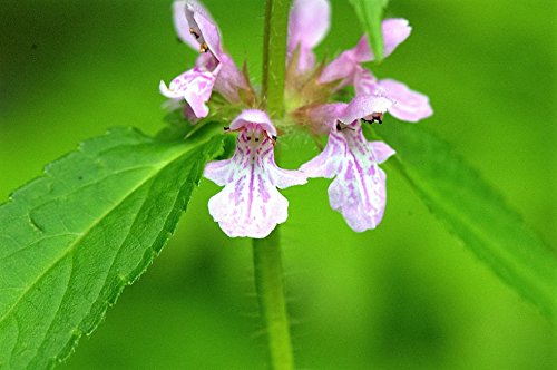 Lavender-pink Canadian Germander Blumen grown from Samen