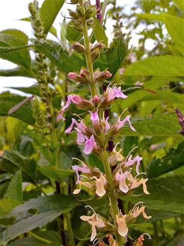Canadian Germander Samen Teucrium canadense producing lavender-pink Blume spikes