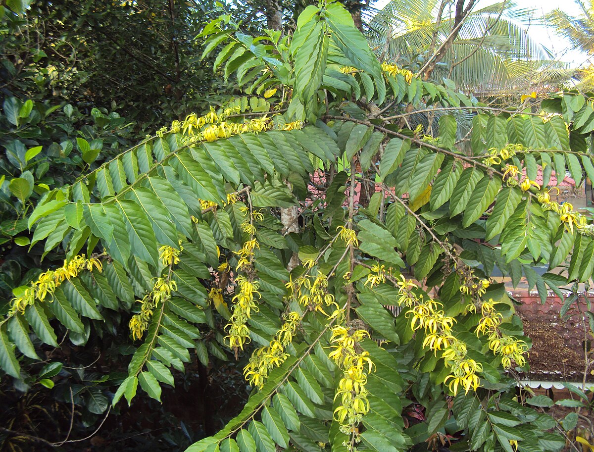 Close-up of cananga odorata fragrant blumen