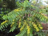 Close-up of cananga odorata fragrant blumen