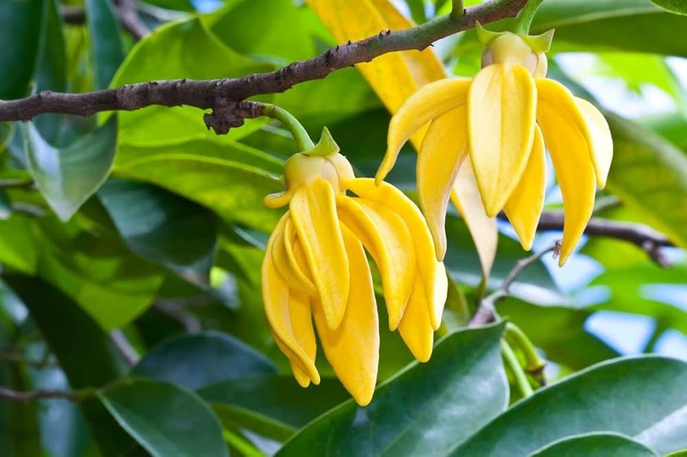 Fragrant cananga odorata samen for anpflanzung