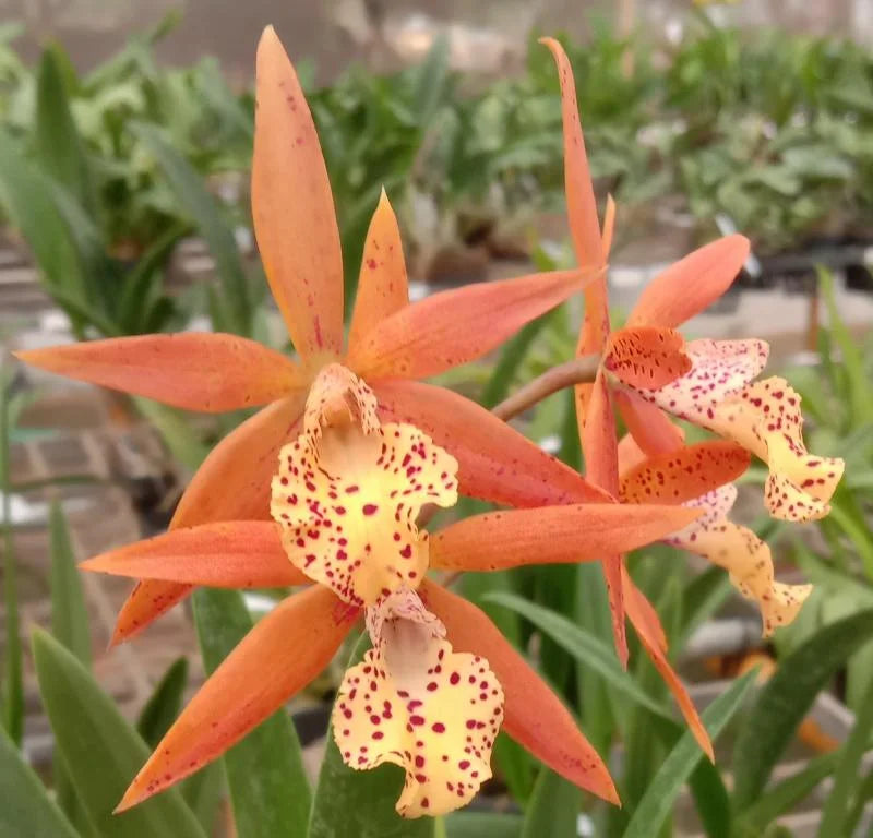 Orange Cattleya Blumensamen zur Aussaat – ideal Rabatten – Traditionssorte & ohne Gentechnik Samen Hausgarten