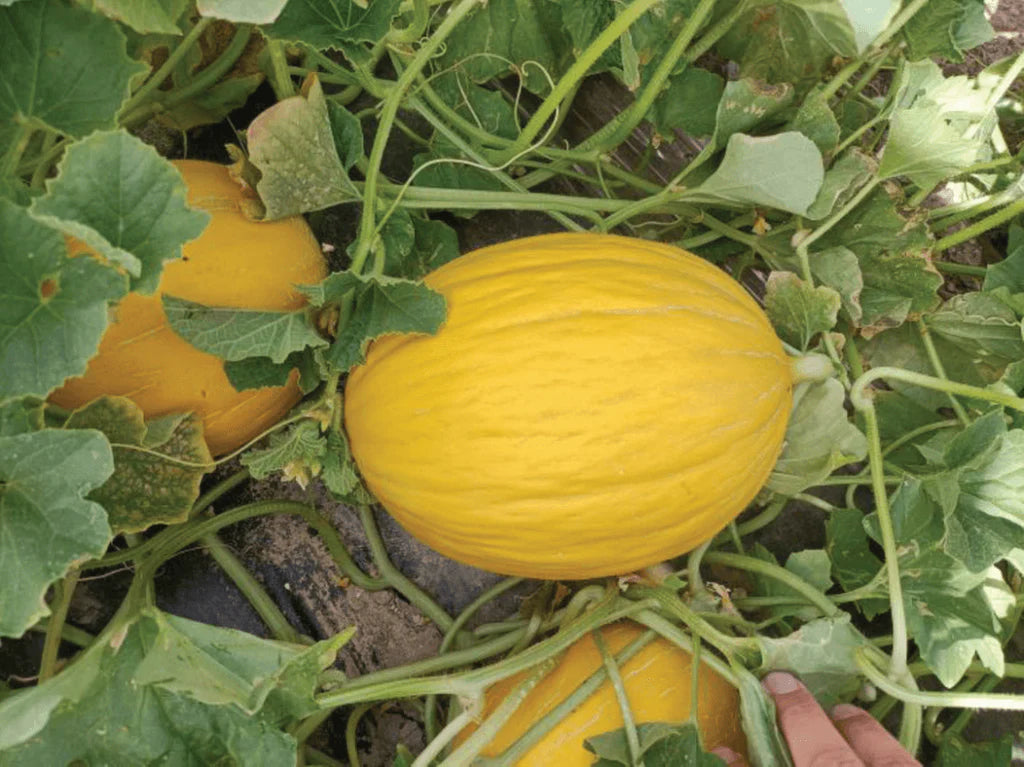 Kolkhoznitsa melon Fruchtsamen für einfaches Anpflanzen