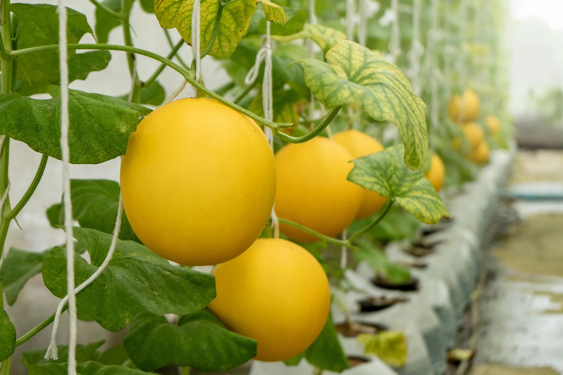 Kolkhoznitsa melon Fruchtsamen für einfaches Anpflanzen