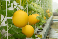 Kolkhoznitsa melon Fruchtsamen für einfaches Anpflanzen