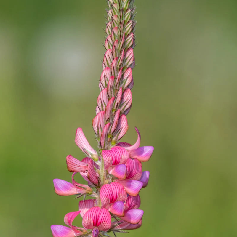 Traditionssorte Shoshone Blumensamen zur Aussaat farbenfroh Schau Traditionssorte & ohne Gentechnik Samen Hausgarten