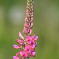 Traditionssorte Shoshone Blumensamen zur Aussaat farbenfroh Schau Traditionssorte & ohne Gentechnik Samen Hausgarten