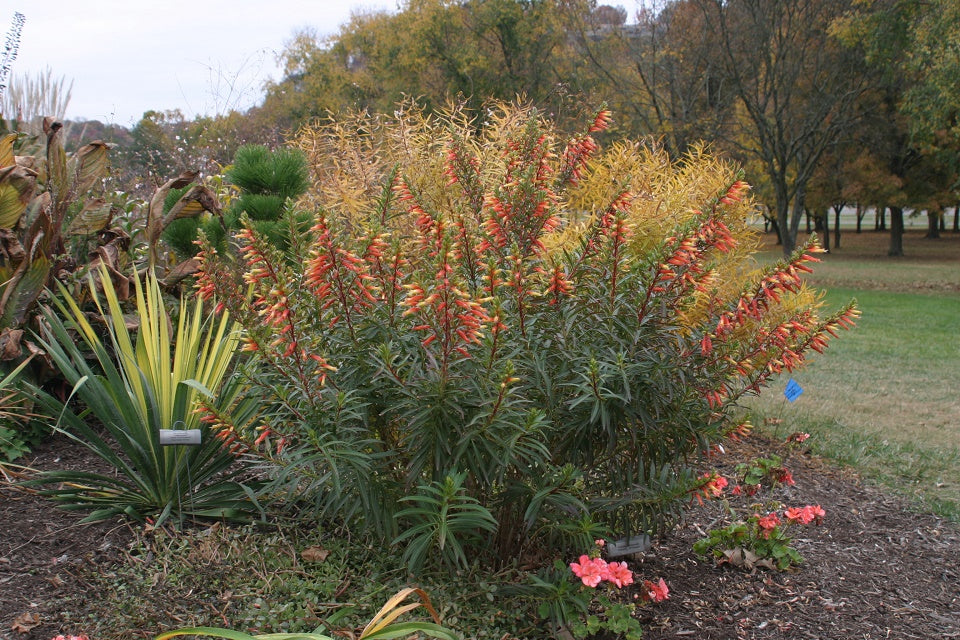 Candy corn pflanze with vibrant tubular flowers