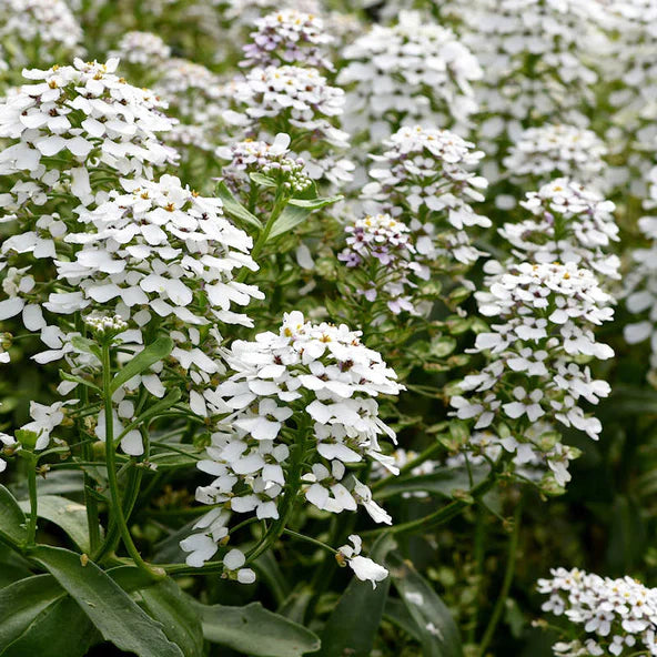 Weiß Candytuf Blumensamen zur Aussaat – hochwertige Qualitäts- – Traditionssorte & ohne Gentechnik Samen Hausgarten